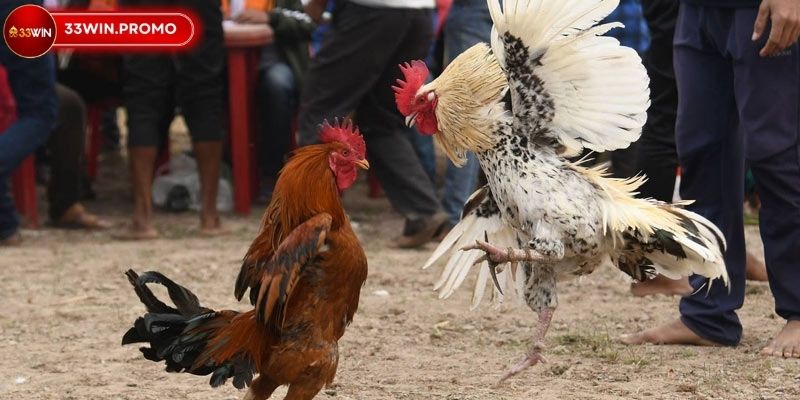 Đá Gà Trực Tiếp Thomo 33WIN Bí Mật Cá Cược Thành Công 3 Nắm vững luật chơi đá gà